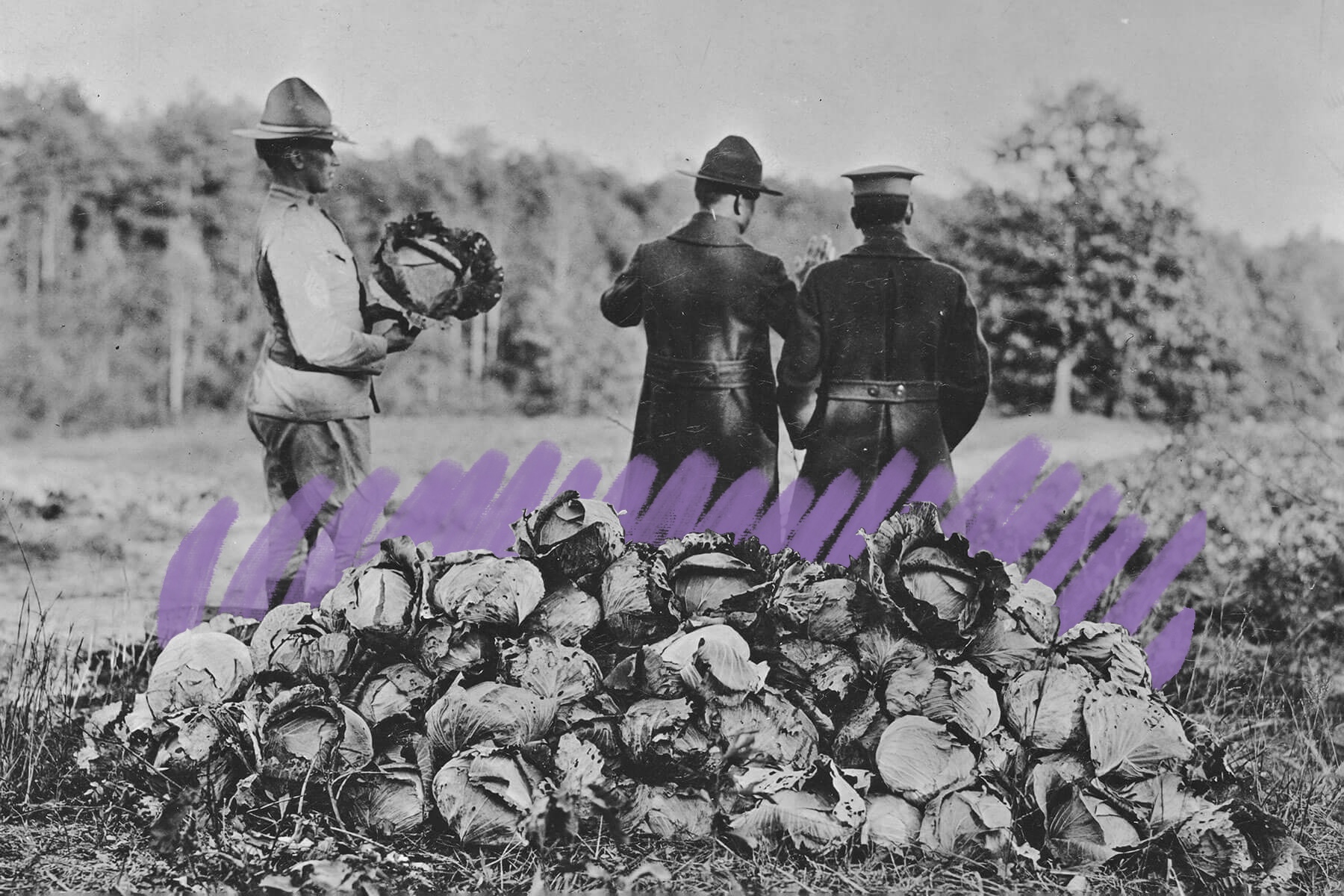 Harvest of cabbage, WWI