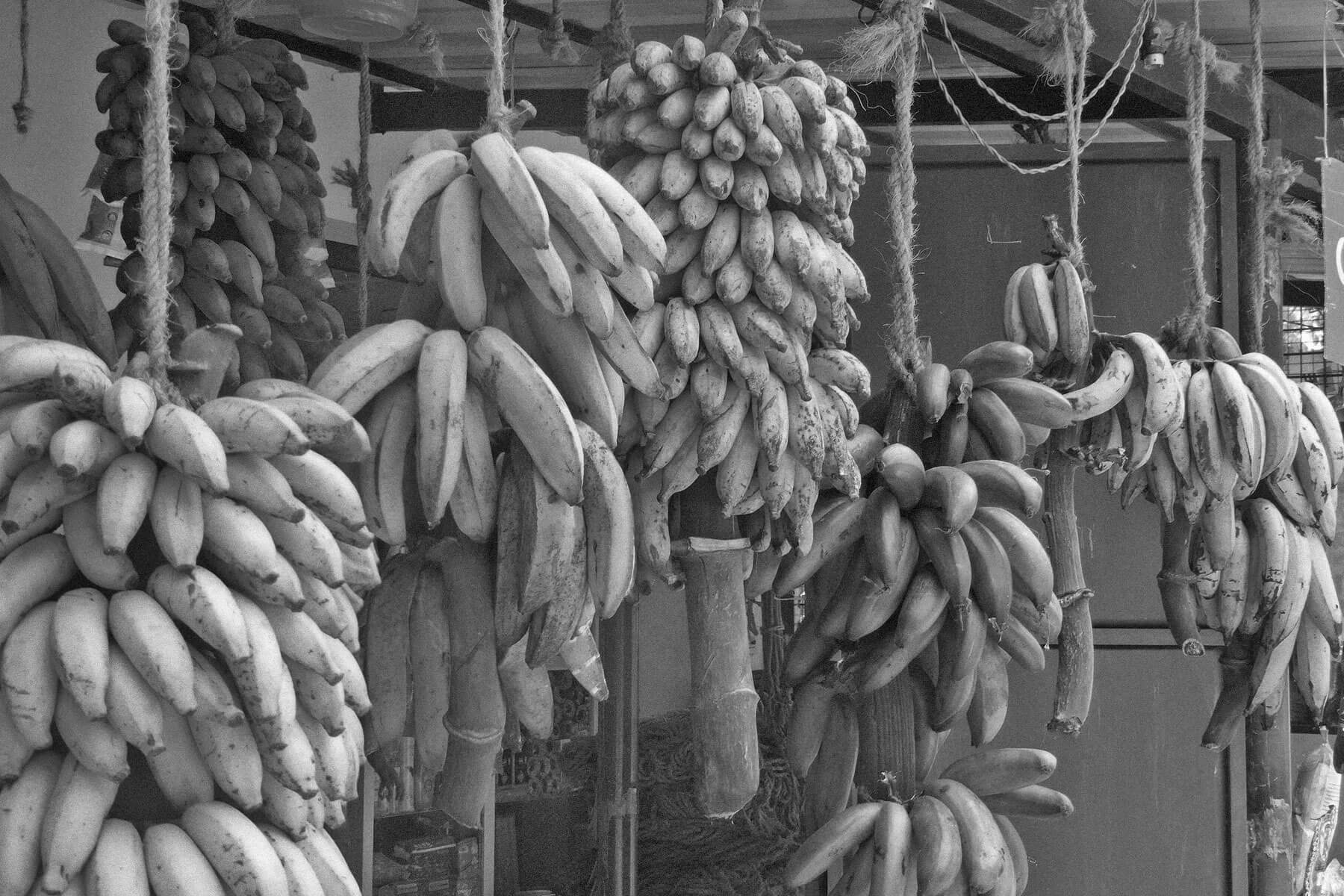 Different banana varieties