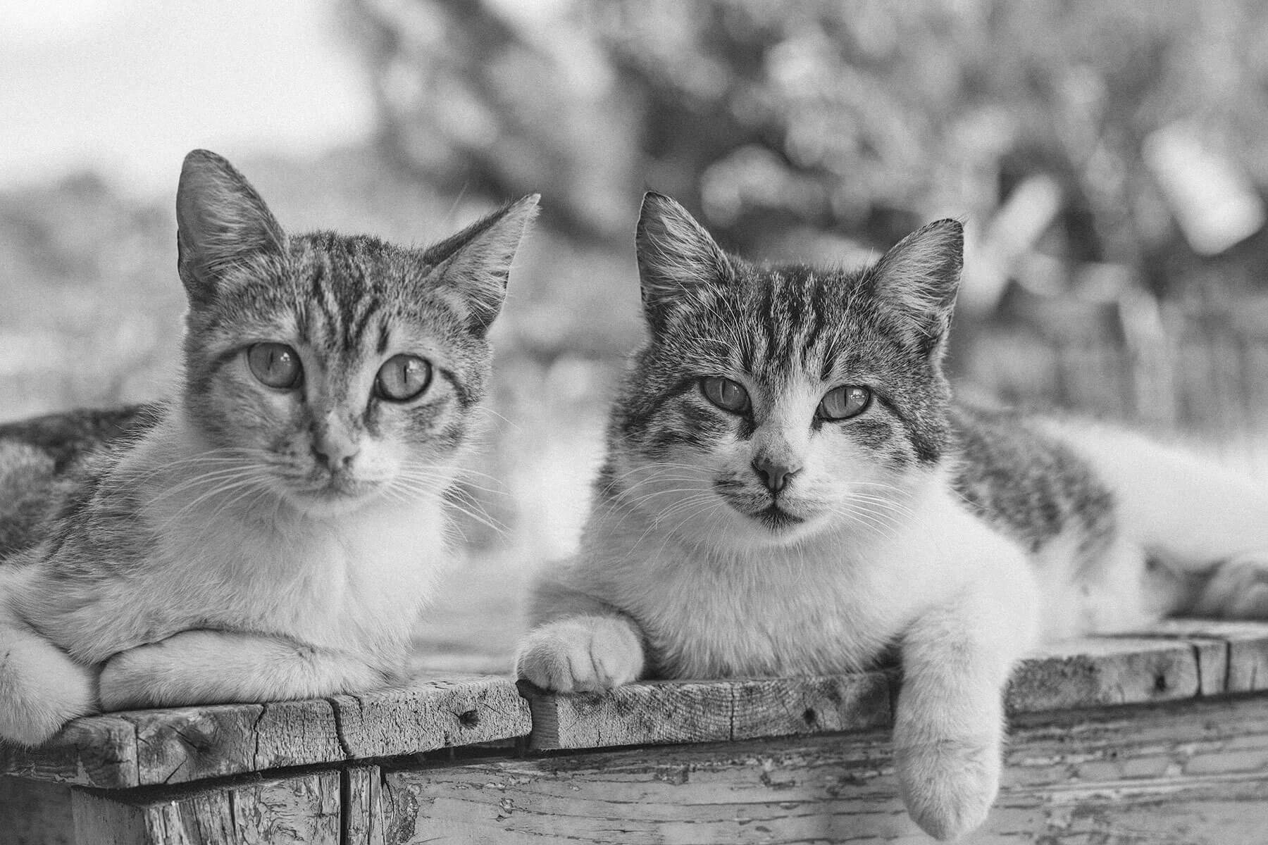 A Purrfect History of the House Cat — History Facts