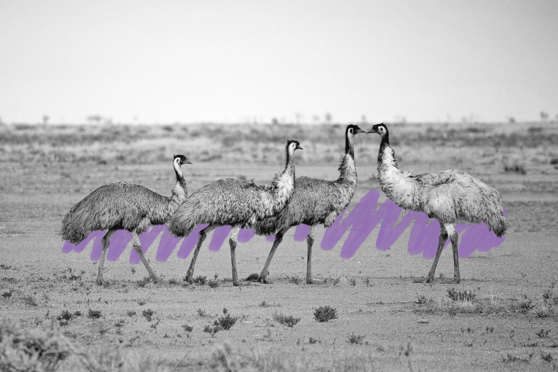 Wandering Outback emus