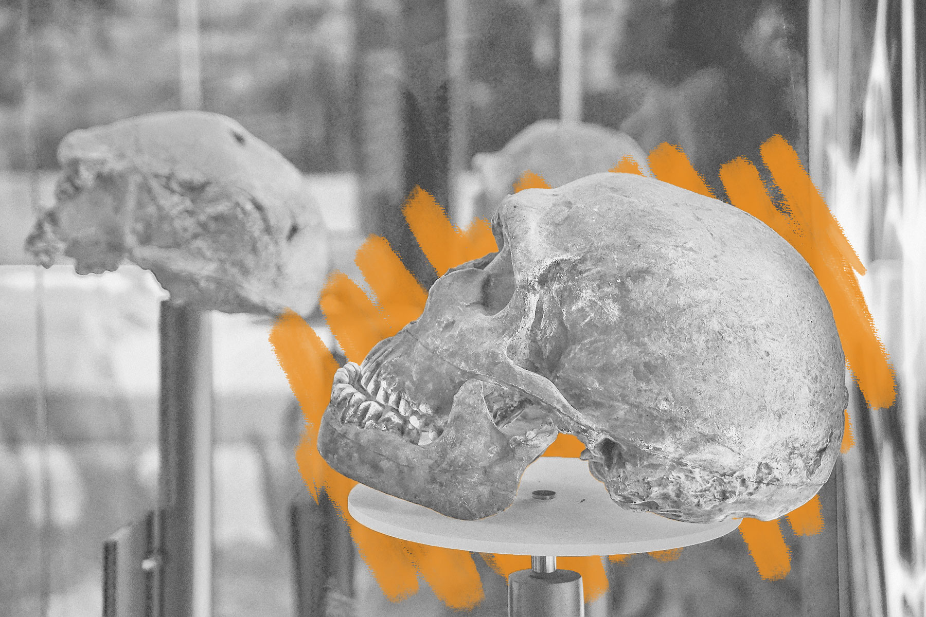 Human skull in museum