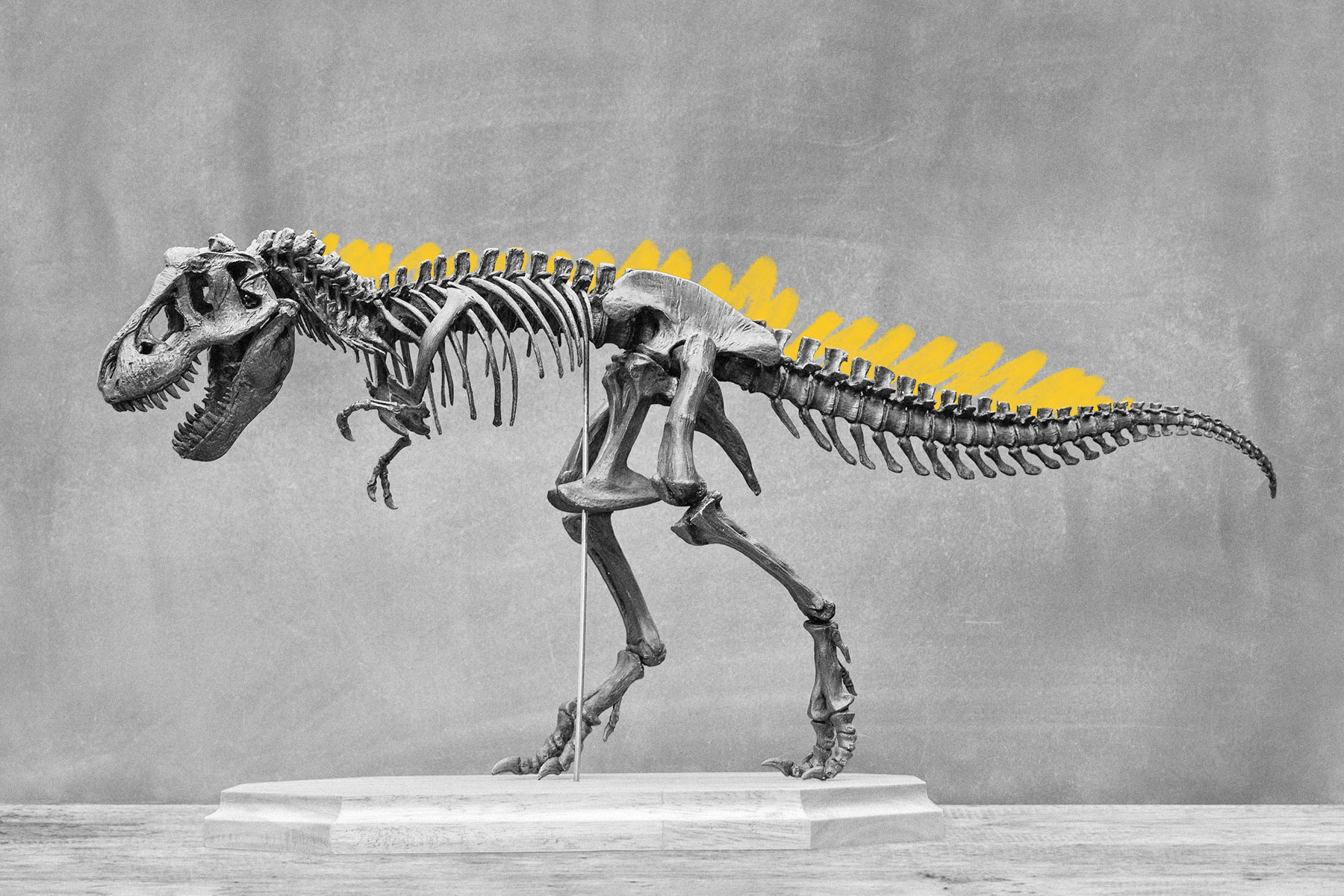 T-rex skeleton