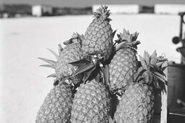 Pineapples awaiting shipment