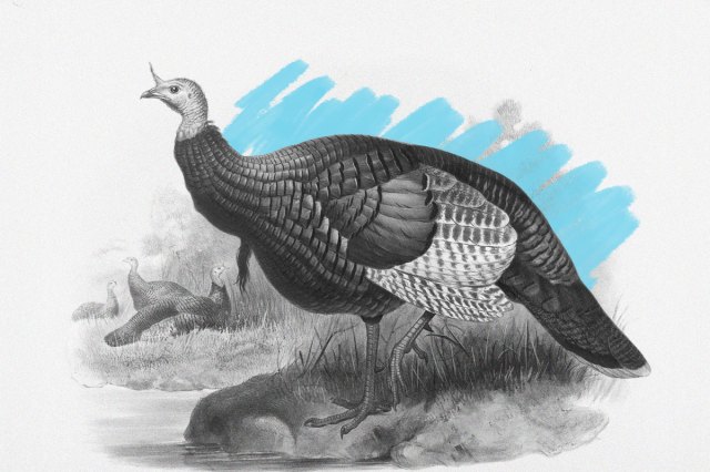 Wild turkey, 19th century